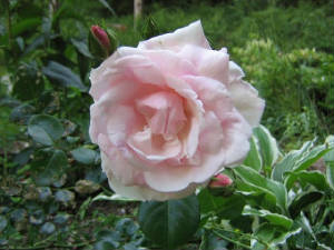 roseopen.jpg